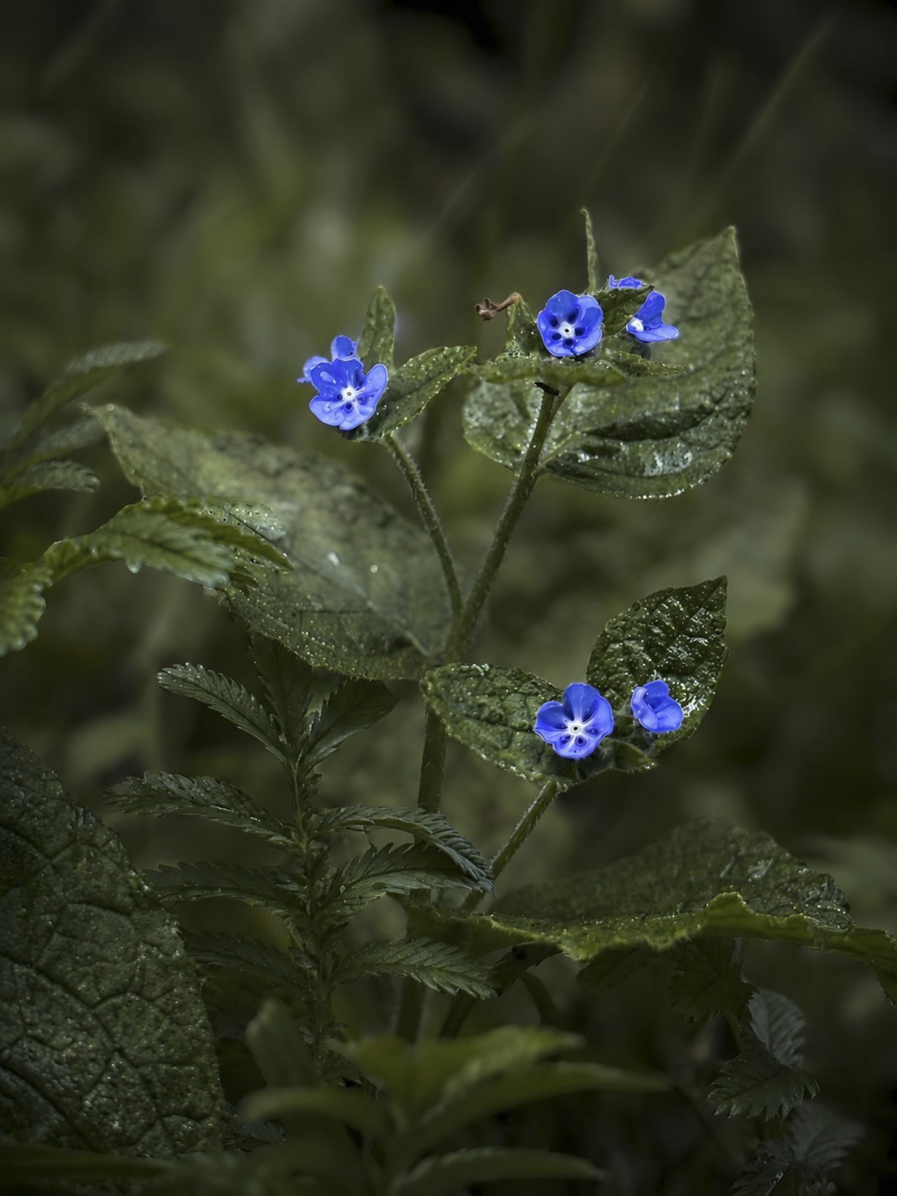 Small blue flowers emerging from deep green foliage