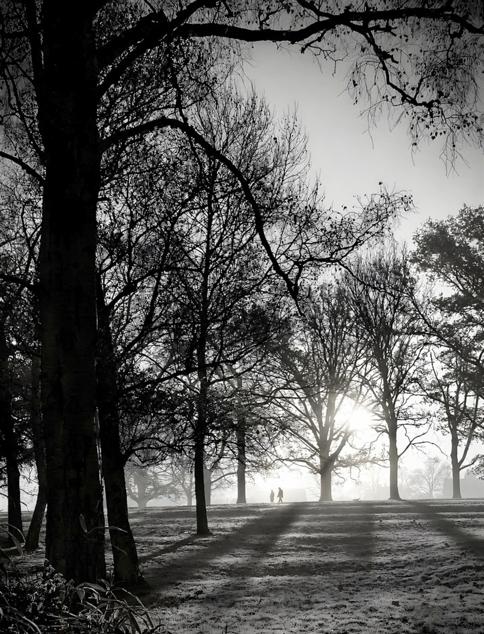 Two distant figures walking between dark trees in low winter sunlight