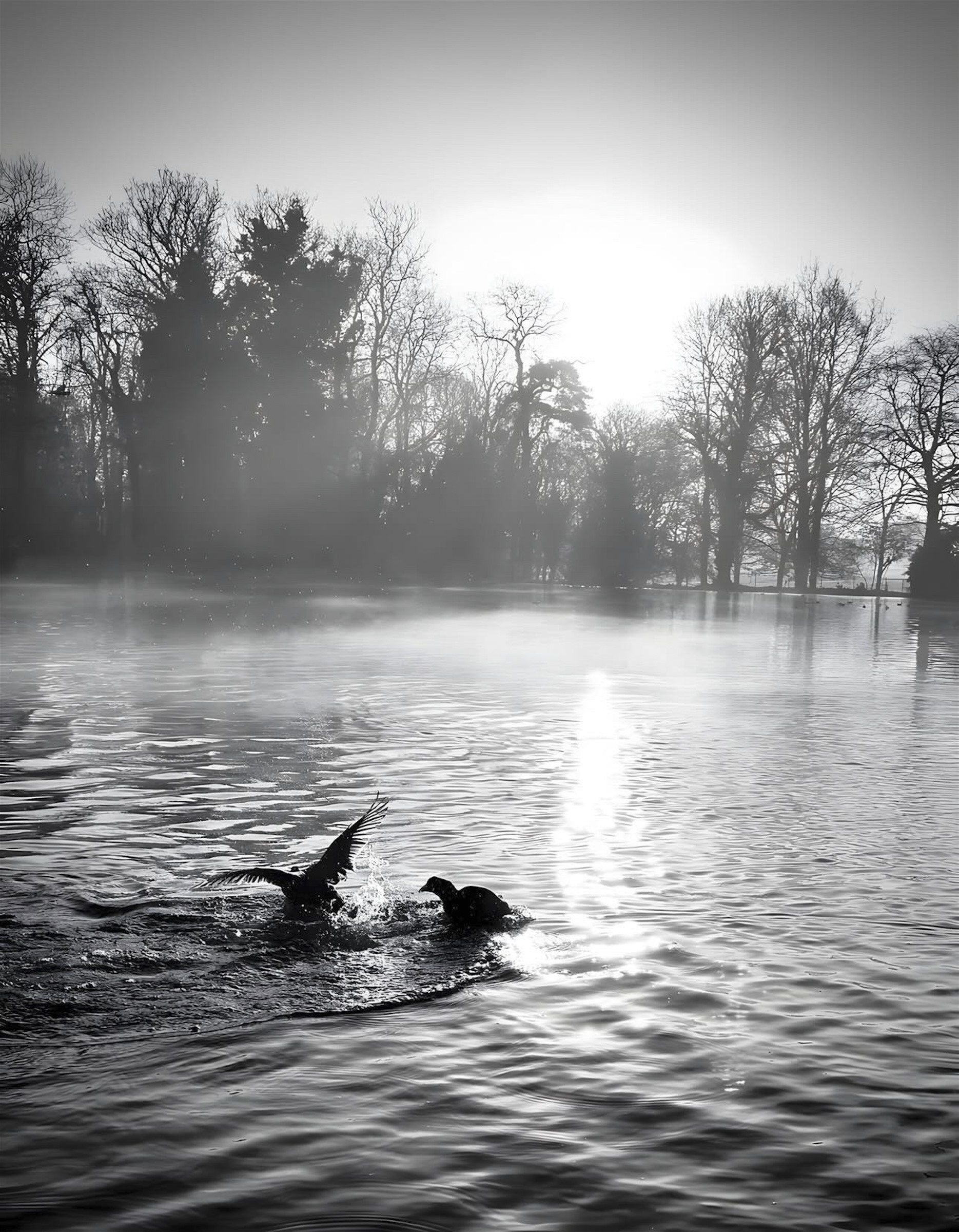 Two birds crossing bright winter water beneath bare trees