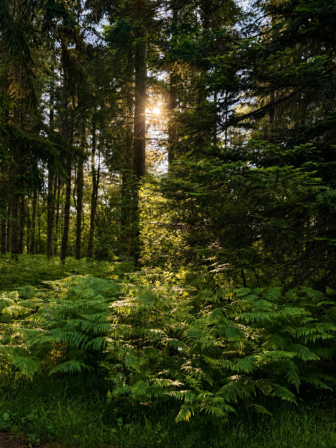Sunlight shining through a think forest of green trees